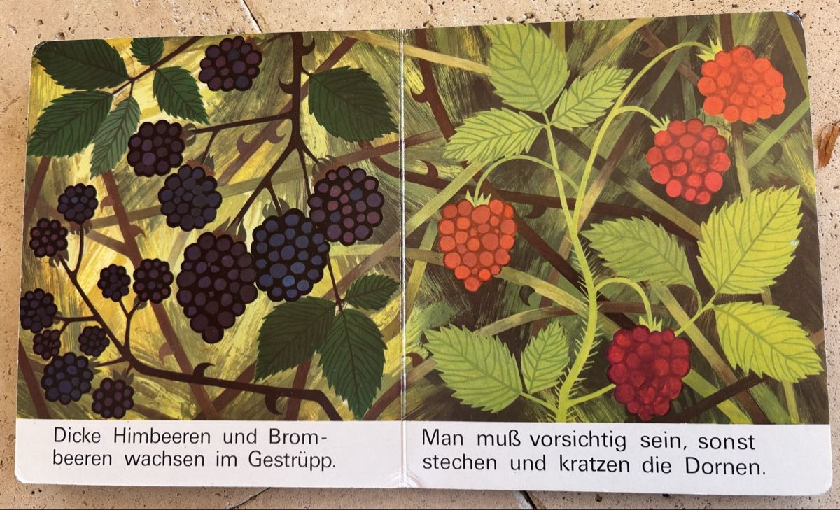 Libri: Kinderbuch, Kommt in den Wald. – Usato da Hinwil venduto da TomTom036 1