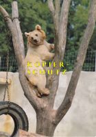 La Chaux-de-Fonds - Arrivée d'un ours brun au Parc /bc