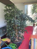 Grosser Ficus Benjamina für ihren Balkon oder Terasse