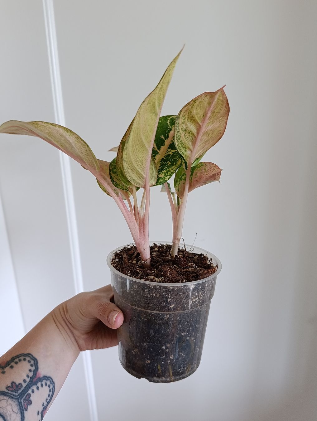 Piante & sementi: Aglaonema – Usato da Baar venduto da L.isa28 3