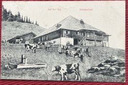 Auf der Alp Simmental 