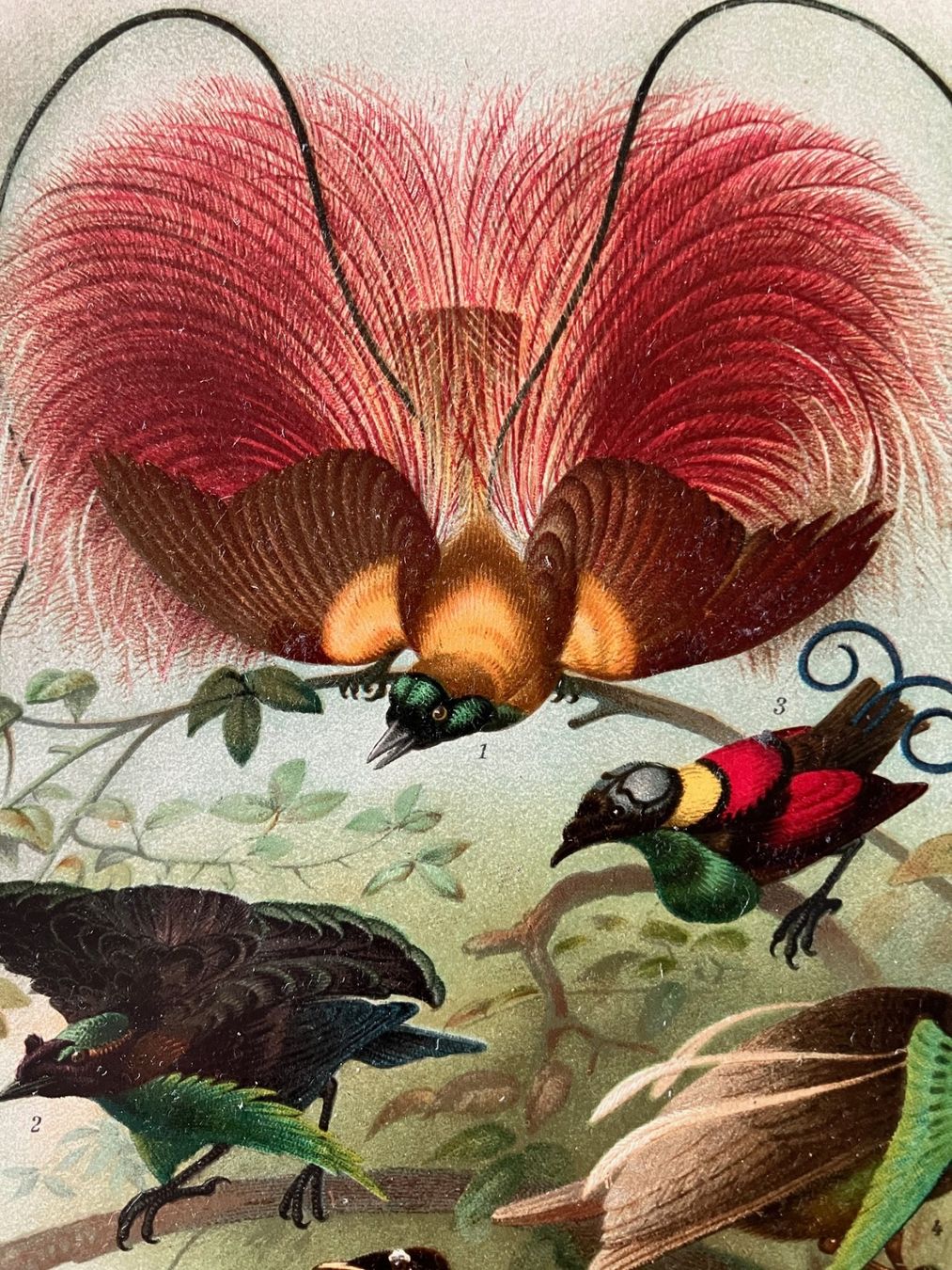 Libri: 11 wunderbare alte Buchseiten – Usato da Zürich venduto da aannnnaa48