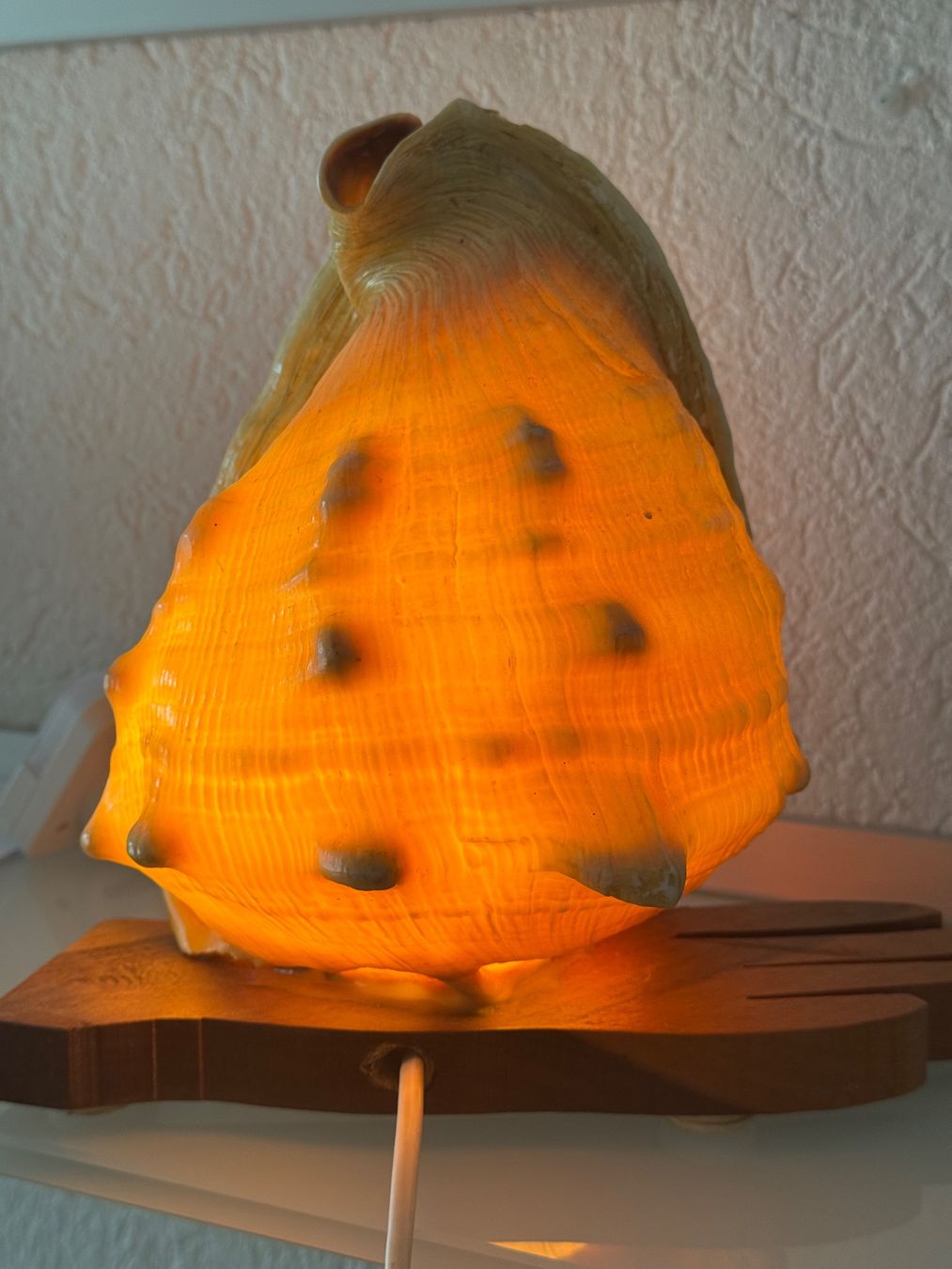 Lampes: Tischlampe "Gehörnte Helmschnecke" – D'occasion à MURI b. Bern par Anda1 2