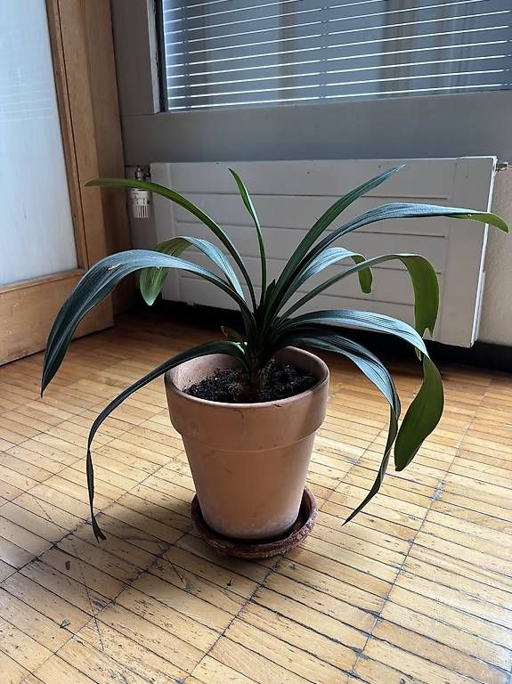 Plantes & graines: Zimmerpflanze – D'occasion à Spiegel b. Bern par s_martina