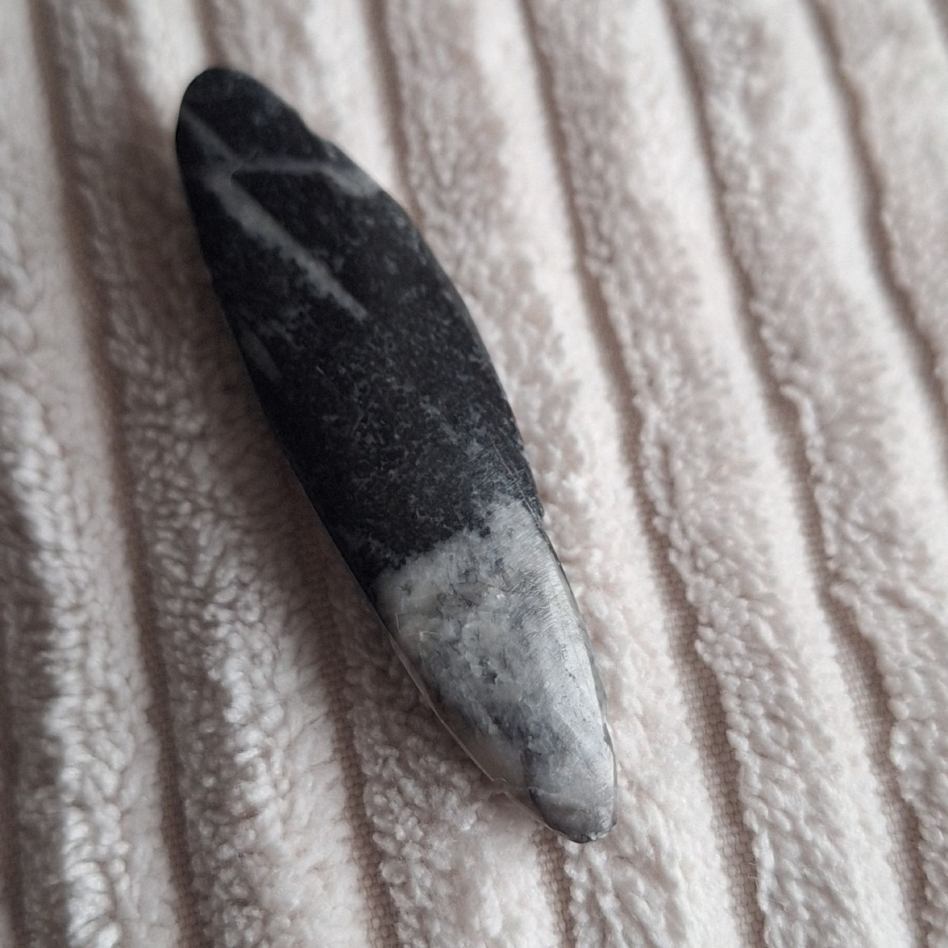 Fossili: poliertes Fossil eines Orthoceras – Usato da Aeugstertal venduto da firefly33 1