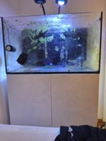 Meerwasseraquarium