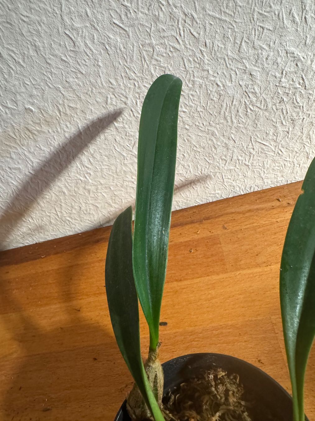 Piante & sementi: Bulbophyllum crassipes – Usato da Männedorf venduto da mrclst 2