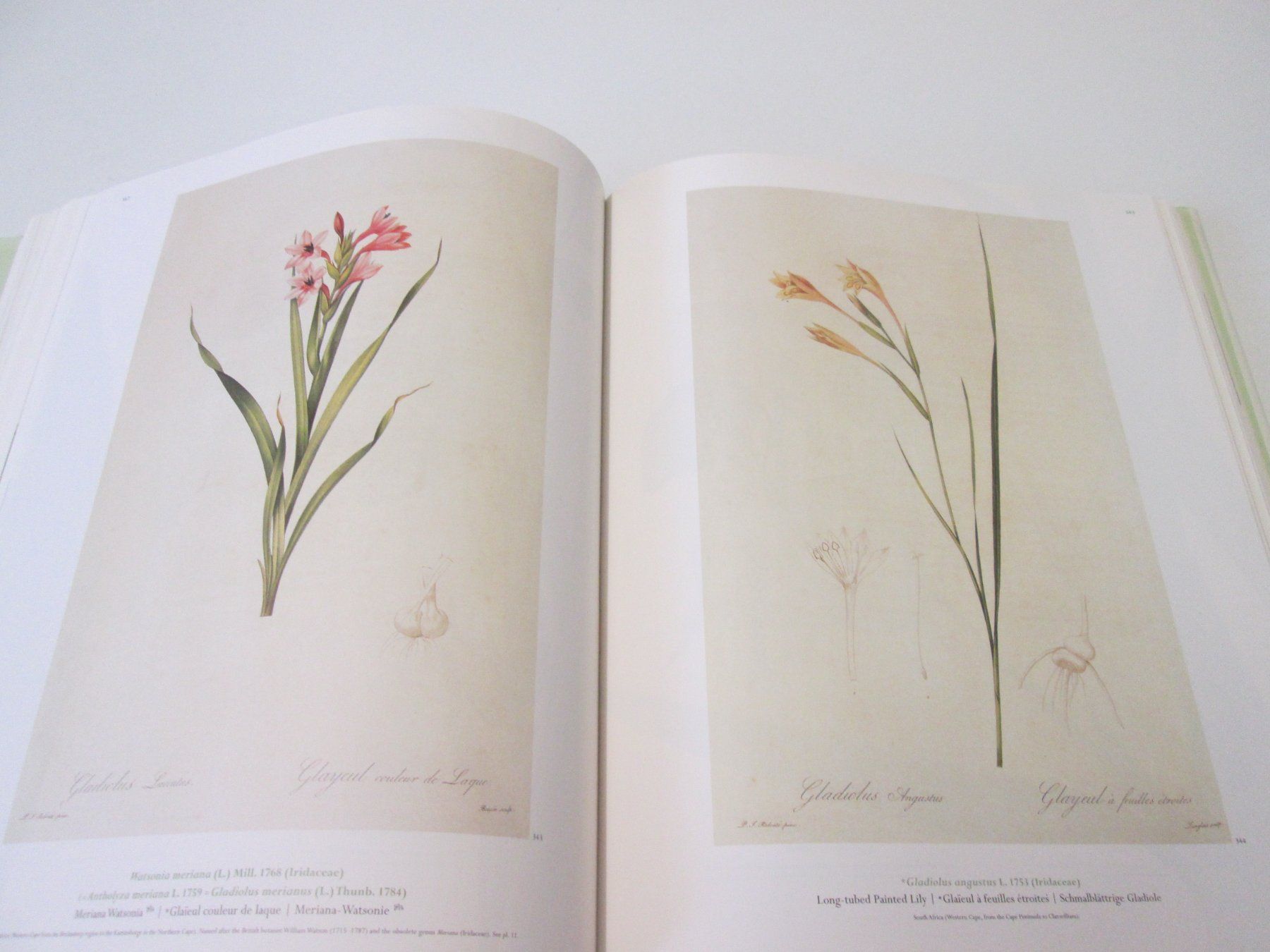 Libri: The Lilies- Pierre Joseph Redoudé – Usato da Sementina venduto da babucia 5