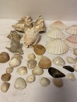 Vielfältige Muscheln für Deko etc.