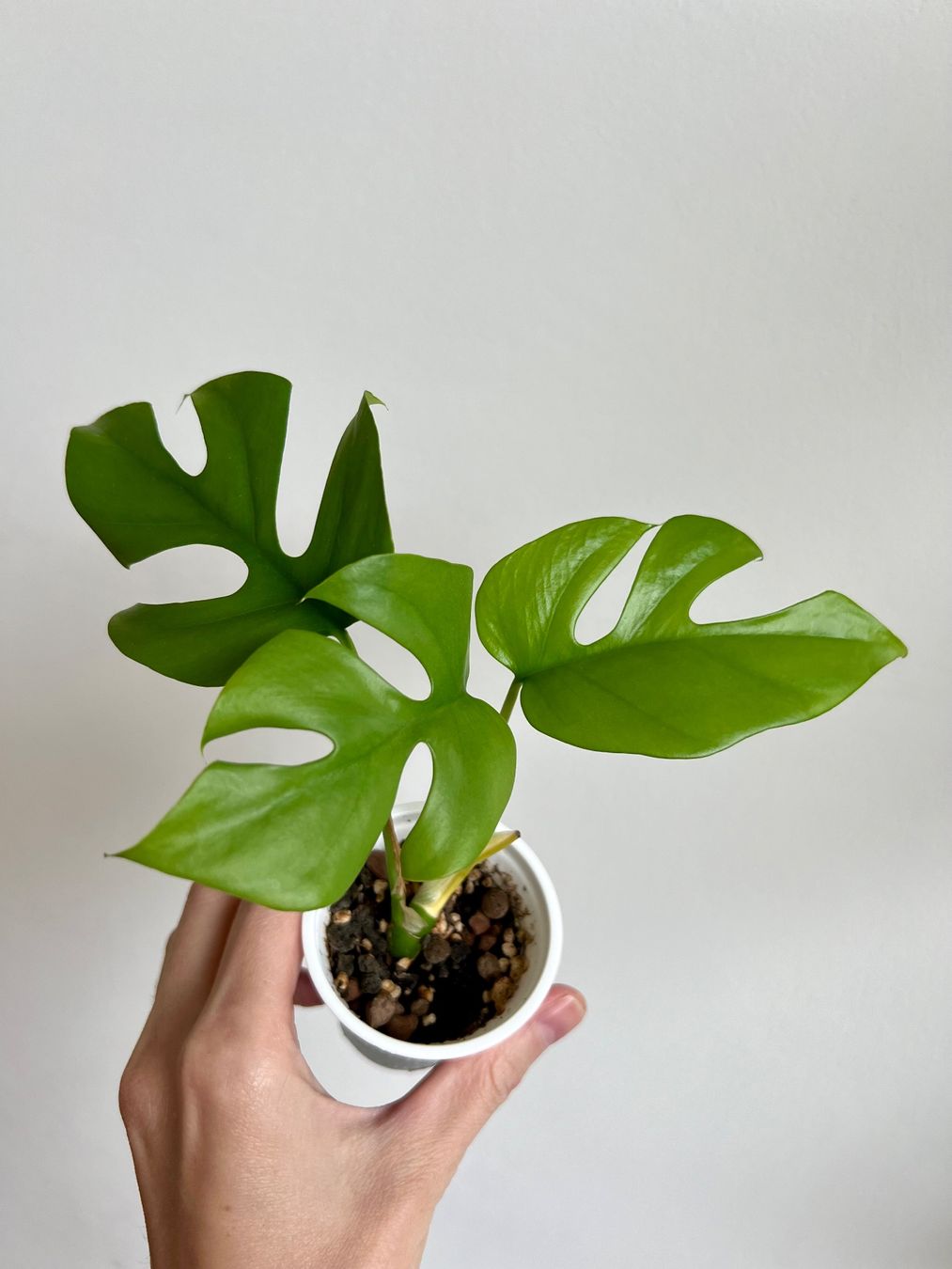 Piante & sementi: Monstera minima💚 – Usato da Glattpark(Opfikon) venduto da ste_n99y 1