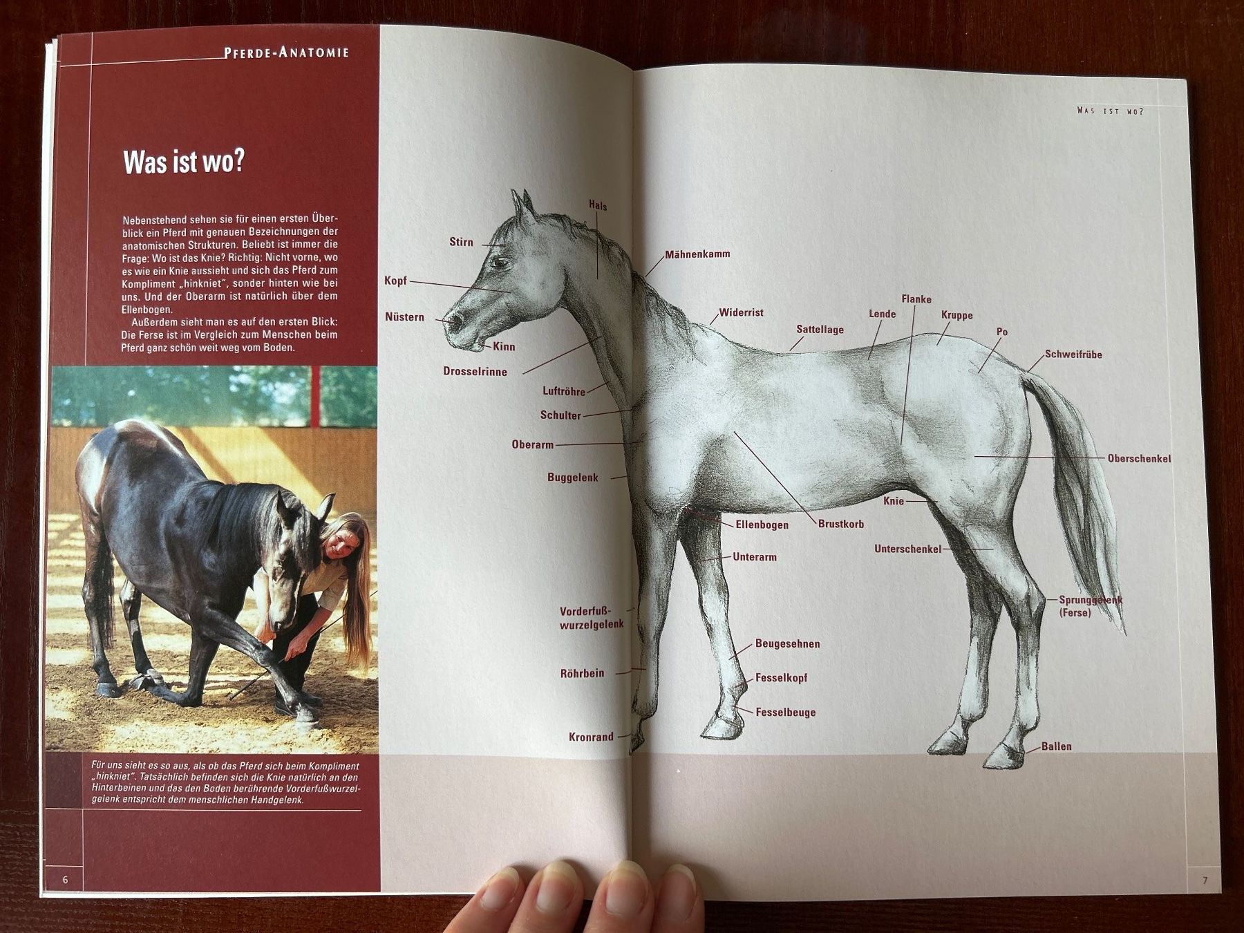 Libri: Pferde-Anatomie von Anke Rüsbüldt – Usato da Benglen venduto da silversun79 3