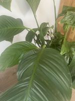 Grosszügige Spathiphyllum (Friedenslilie)