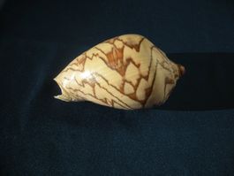 Schöne grosse Muschel aus eine Sammlung 12cm