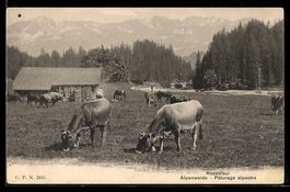 Rosenlaui, Alpenweide mit weidenden Küh