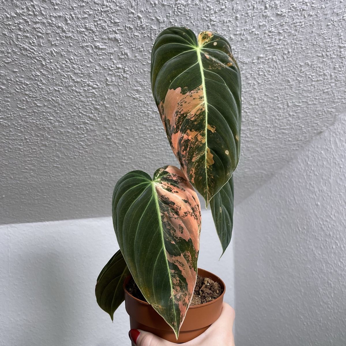 Piante & sementi: Philodendron Melanochrysum orange variegata – Usato da Suhr venduto da Planted.by.two