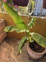 Bananenpflanze im Topf mit Gebrauchsspuren gut erhalten