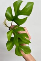 Monstera minima Kopfsteckling💚 (kräftig bewurzelt)