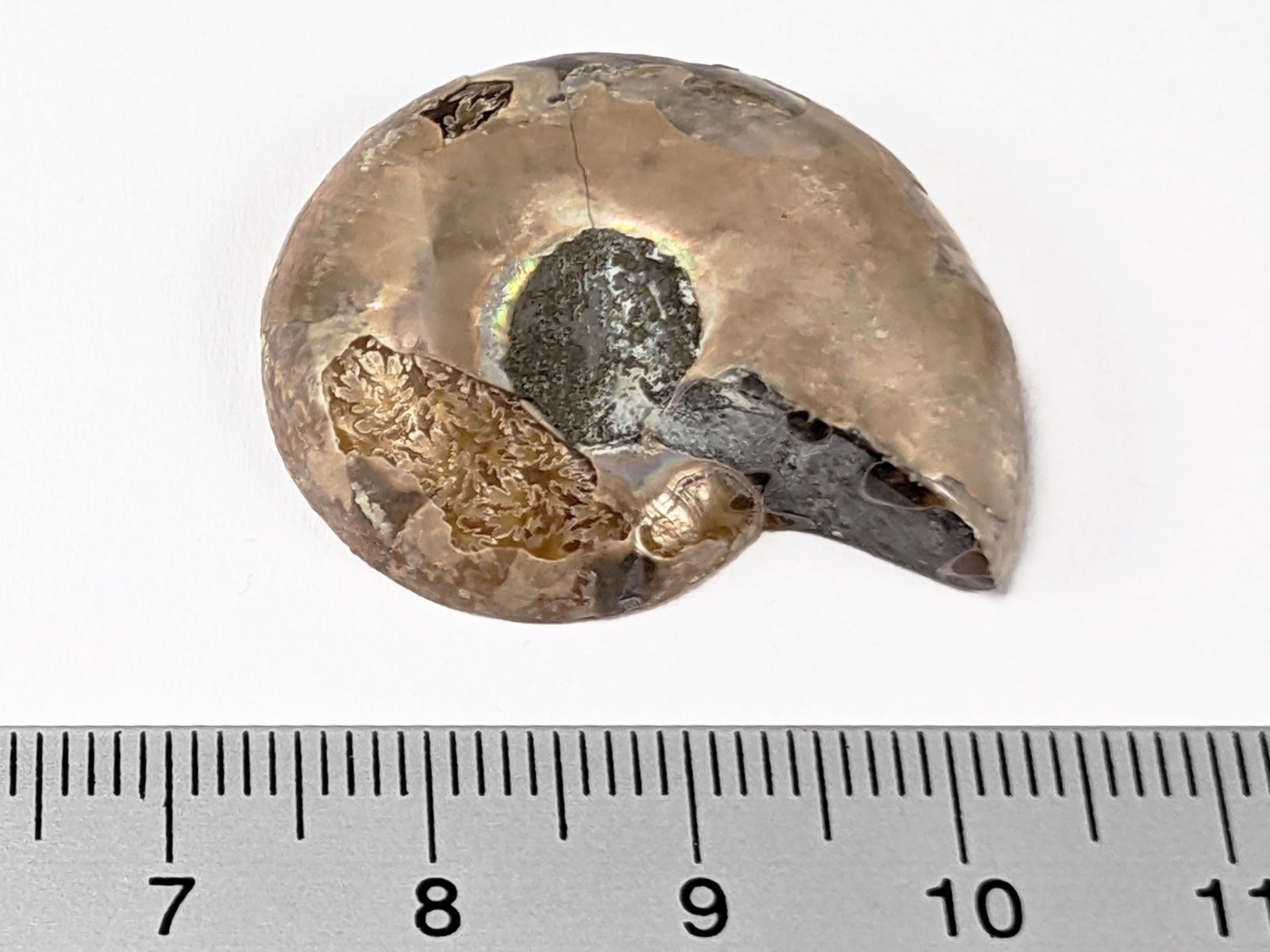 Minerali & Pietre curative: Ammonit Fossil 32mm – Nuovo e nell'imballaggio originale da Meilen venduto da StoneGarden 1