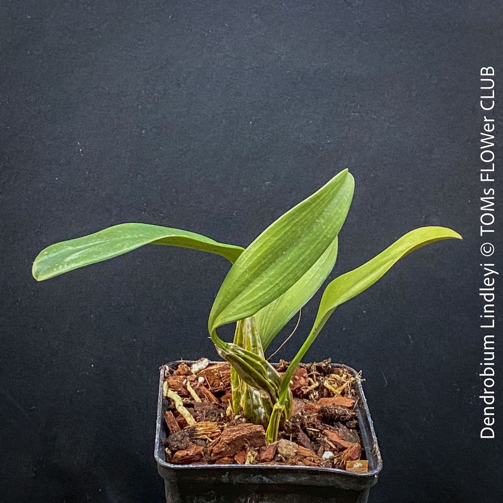 Piante & sementi: Dendrobium Lindleyi - gelb blühende & top robuste Orchidee – Nuovo e nell'imballaggio originale da Adliswil venduto da asTOMas963 2