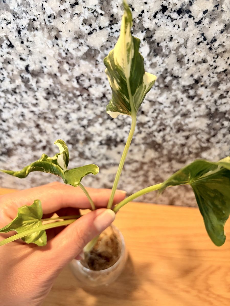 Piante & sementi: Alocasia Cucullata "Crinkles Albo" – Usato da Kaiseraugst venduto da dka_b97z 4