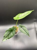 Alocasia Heterophylla Dragon Breath (1-7)