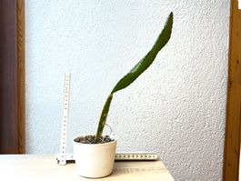 Drachenfrucht-Pflanzen, (rotfleischige Drachenfrucht)