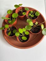 Pilea Pflänzchen im Plastiktopf