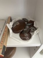 Konvolut polierter Ammoniten – echte Fossilien