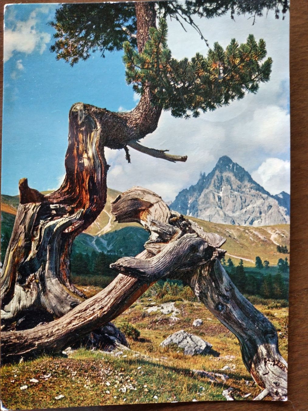 Ansichtskarten: Postkarte: Nationalpark 1960 – Gebraucht aus Wildhaus von Hukwildhaus 3