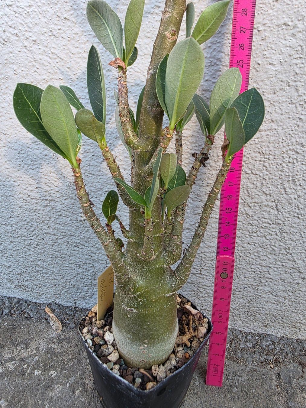 Piante & sementi: Adenium arabicum "MKMK" / Wüstenrose – Nuovo (secondo la descrizione) da Thalheim venduto da silvara01 4