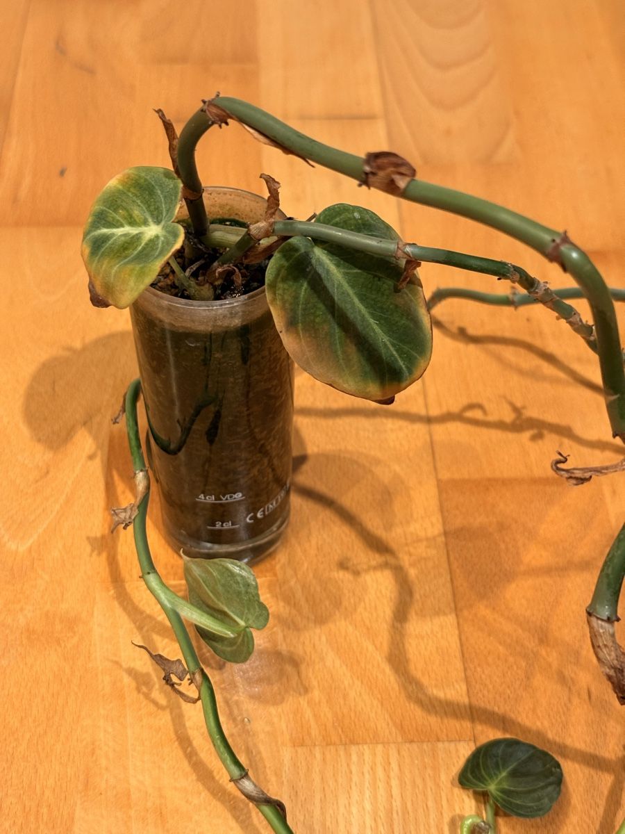 Pflanzen & Samen: Philodendron Melanochrysum – Defekt aus Rafz von jca_98p5 2