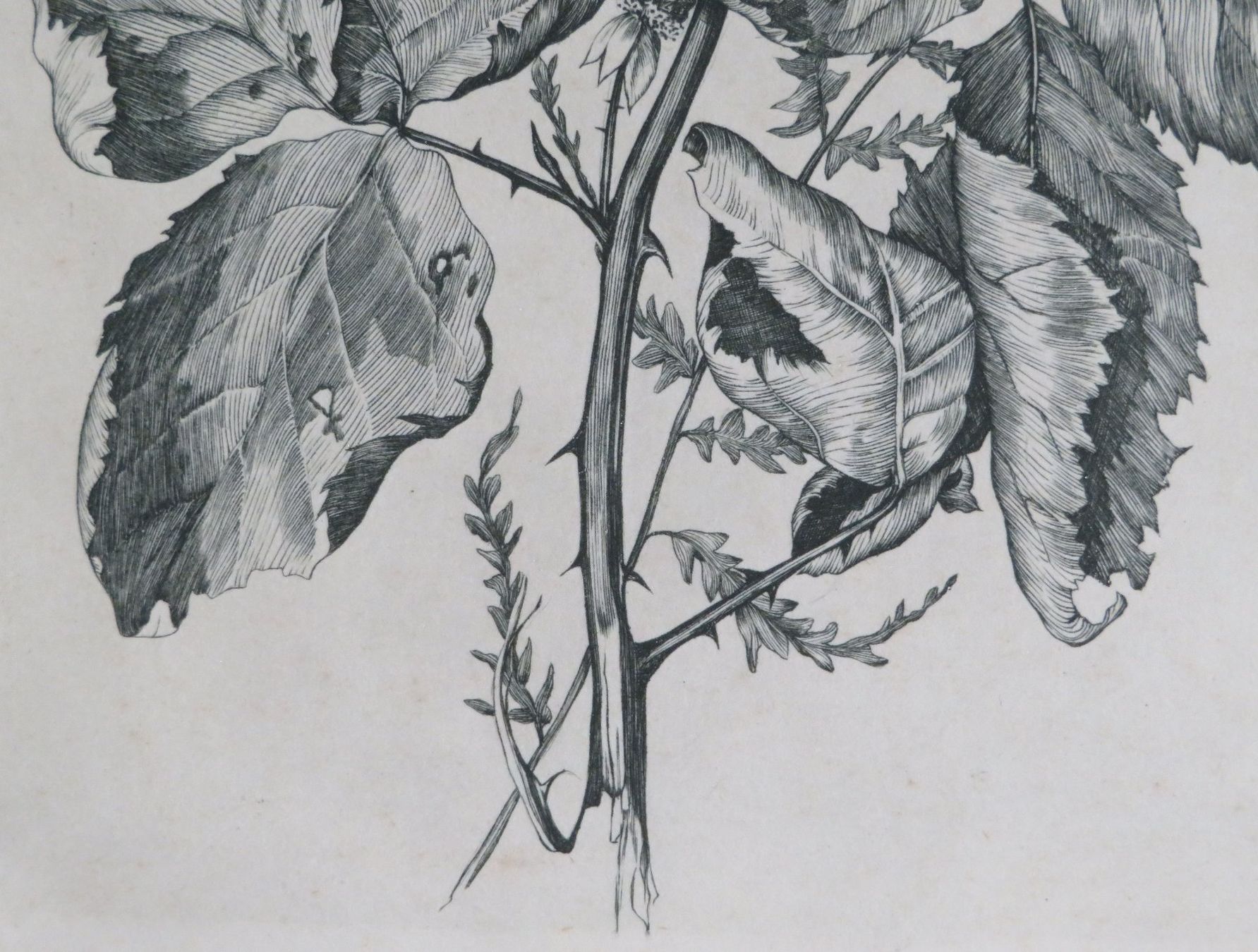 Poster & Bilder: Radierung Brombeerzweig, gerahmt – Gebraucht aus Oberriet SG von ganesh435 6