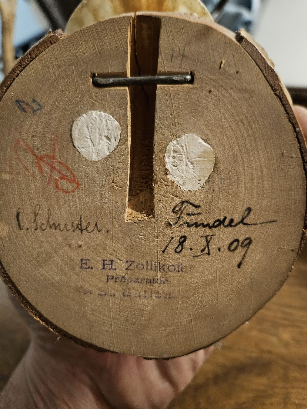 Altre raccolte & rarità: Gemsbock Trophäe auf Holzsockel, Jagdtrophäe.(S1) – Usato da Rorschach venduto da TimelessTrading 1