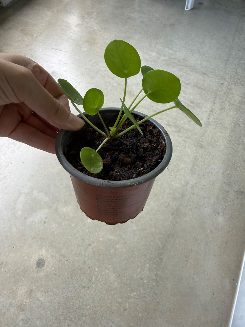 Piante & sementi: Pilea Pflanze – Usato da Bern venduto da Wil.Wayne 1