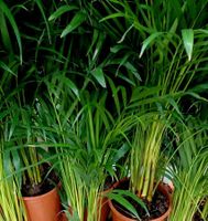 XXL (100 -150 cm)  Zimmerpflanze Areca  DYPSIS LUTESCENS