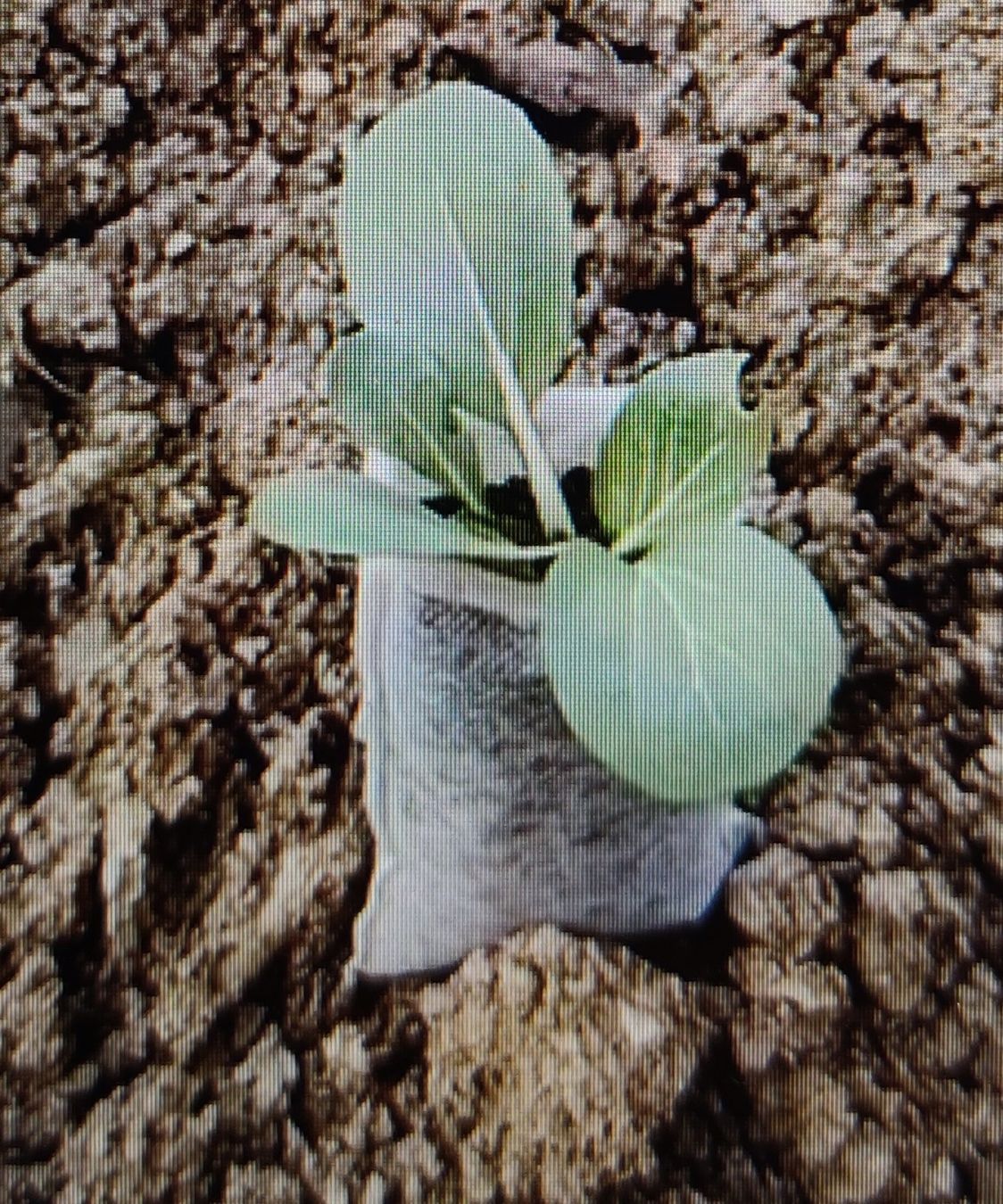 Growbox Altro: Anzuchtsäckchen / Growbags – Nuovo e nell'imballaggio originale da Zürich venduto da amysmith 1