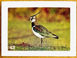 Migros Nature Detectives - Bild Nr. 42