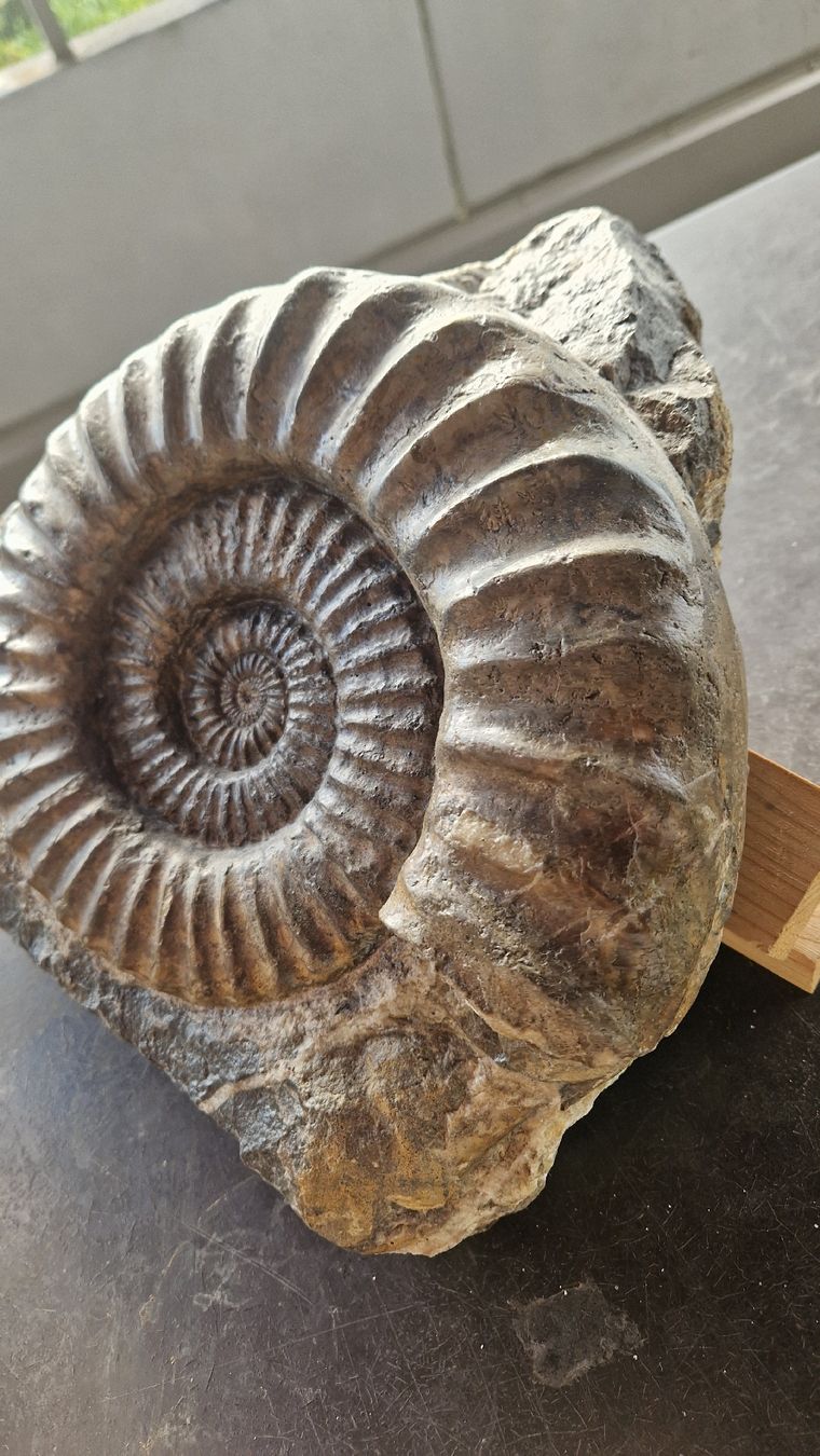 Fossili: Grosser Ammonit Arietites  – Usato da Niederhasli venduto da rehauge01 4