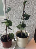 Zimmerpflanzen Set, Scindapsus Pictus, 2 Stk,
