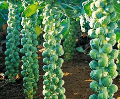 20 ROSENKOHL-Samen + Anweisungen zum Keimen und Pflegen