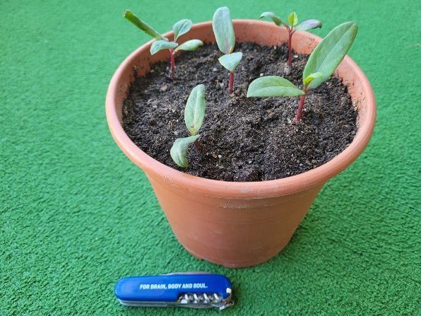 Indischer Spinat, Malabarspinat, 5 Pflänzchen | Kaufen auf Ricardo