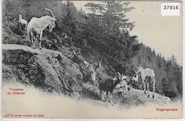 Troupeau de Chevres - Ziegen-Gruppe