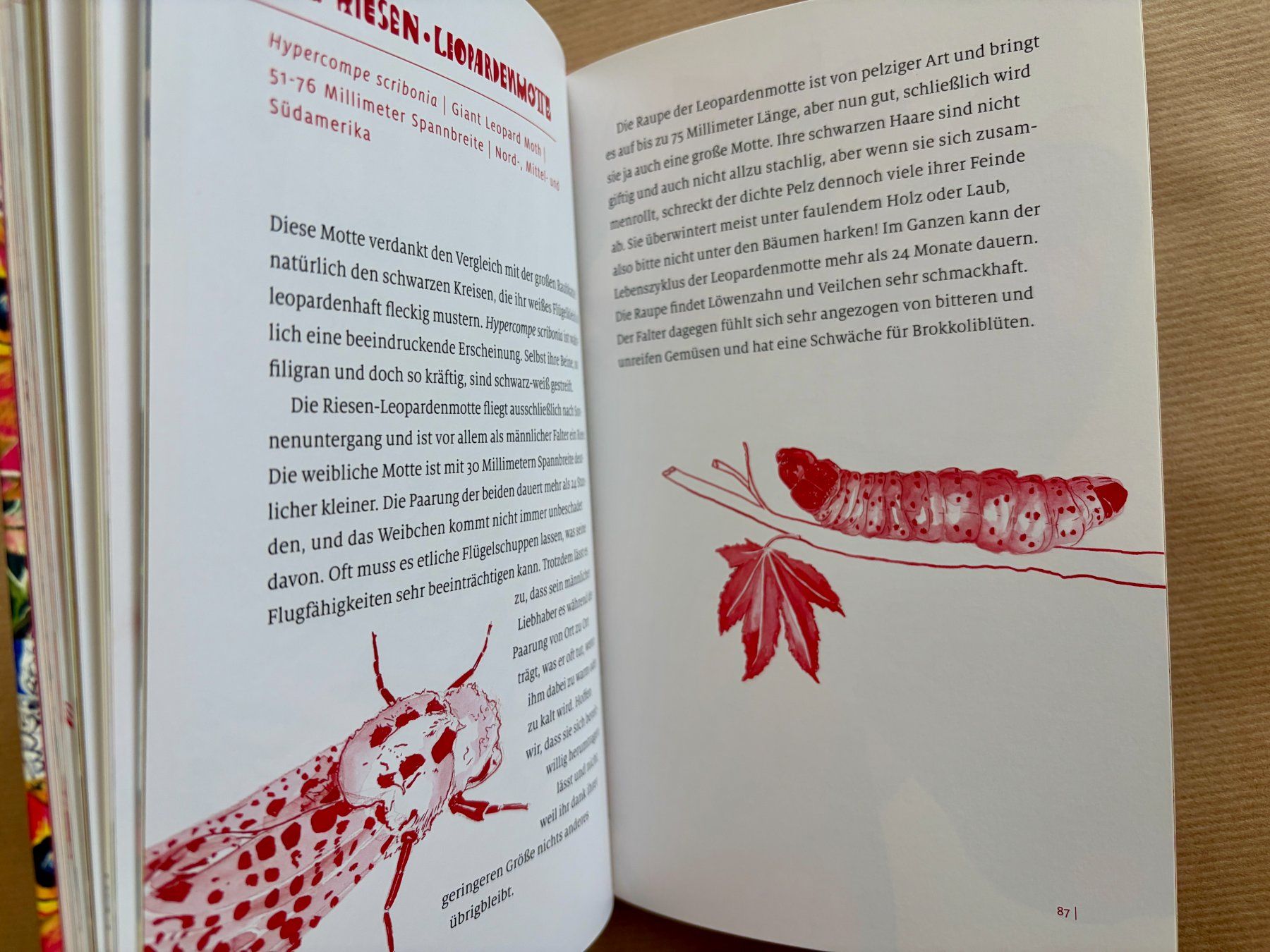 Libri: Cornelia Funke, handsigniert – Usato da Regensdorf venduto da JoergR 6