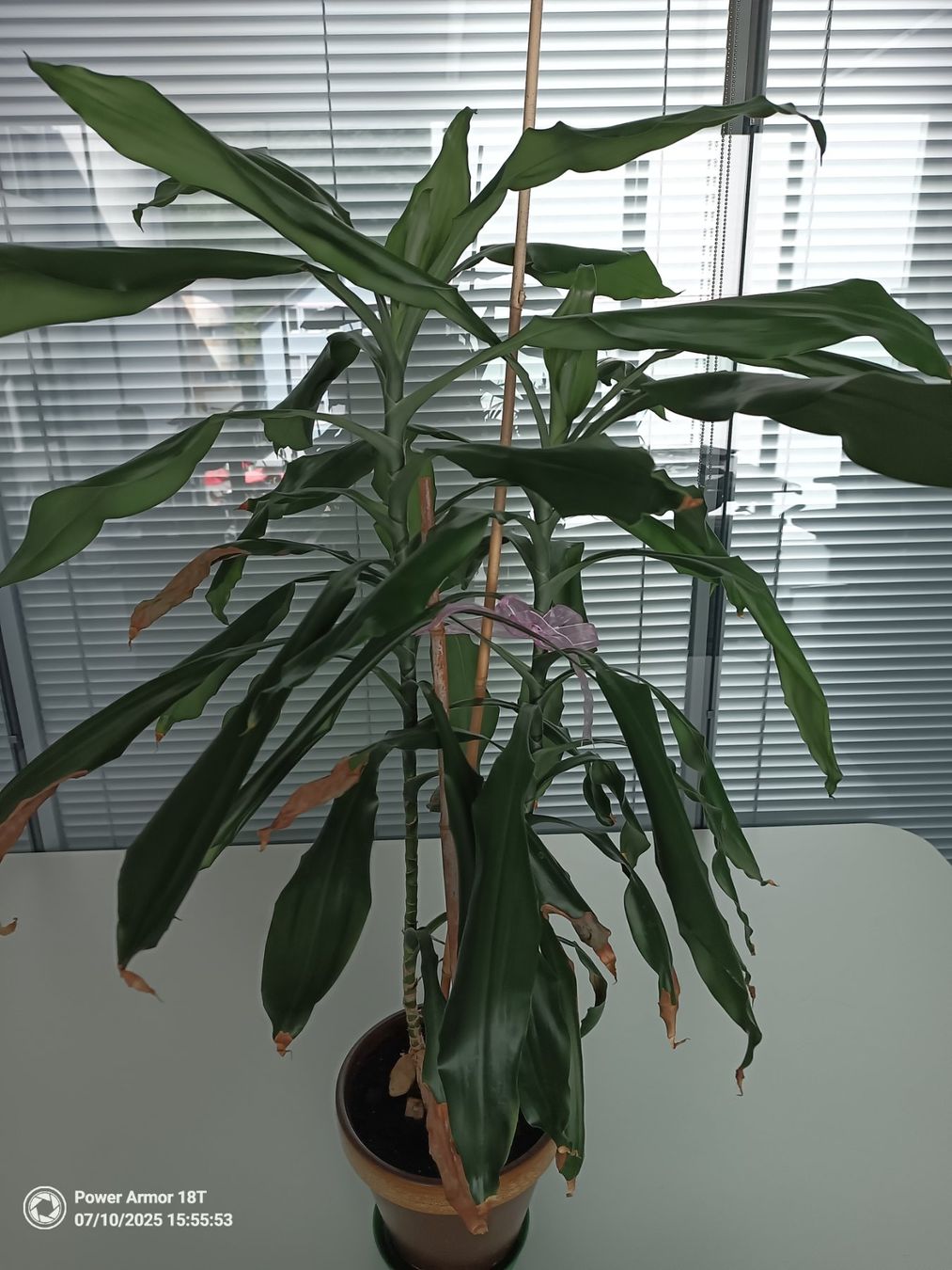 Piante & sementi: Drachenbaum (Dracaena Fragrans) – Usato da Winterthur venduto da Kristiinag 1