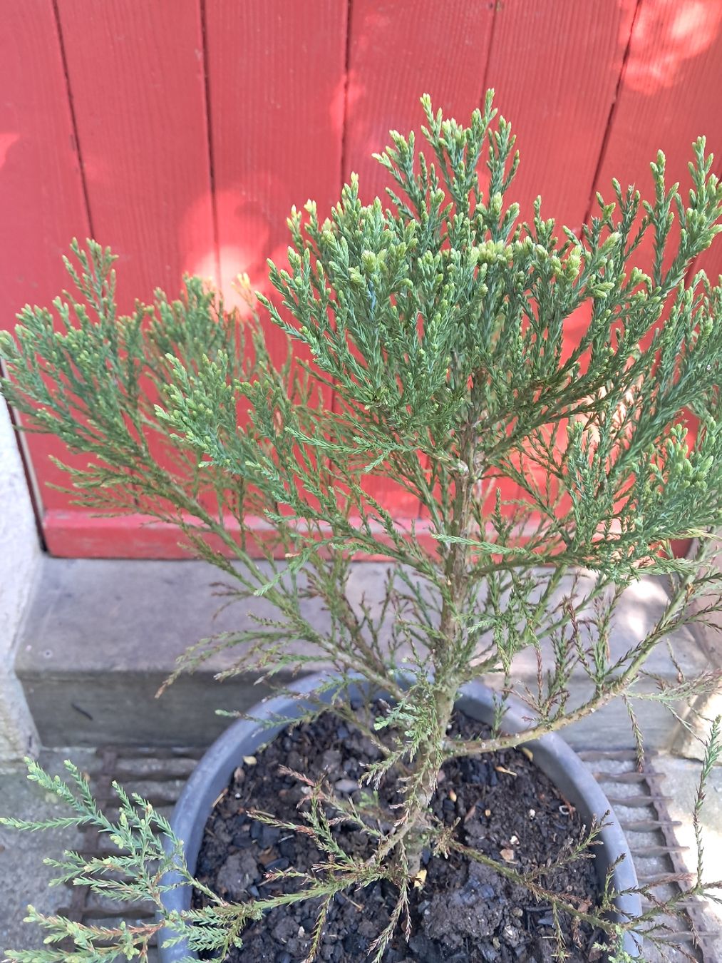 Piante & sementi: Mammutbaum (Sequoiadendron giganteum) – Usato da Lütisburg venduto da anou00 2