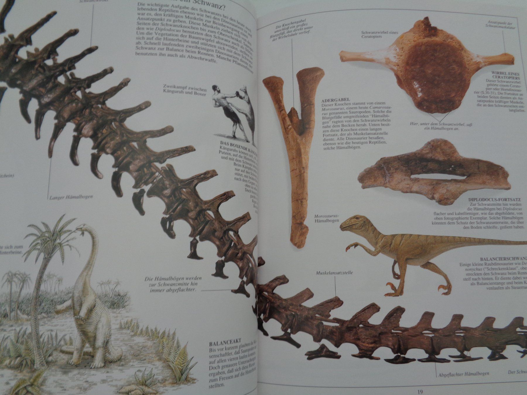 Libri: Dinosaurier - Aufstieg und Niedergang – Usato da Chur venduto da Oregano1 6