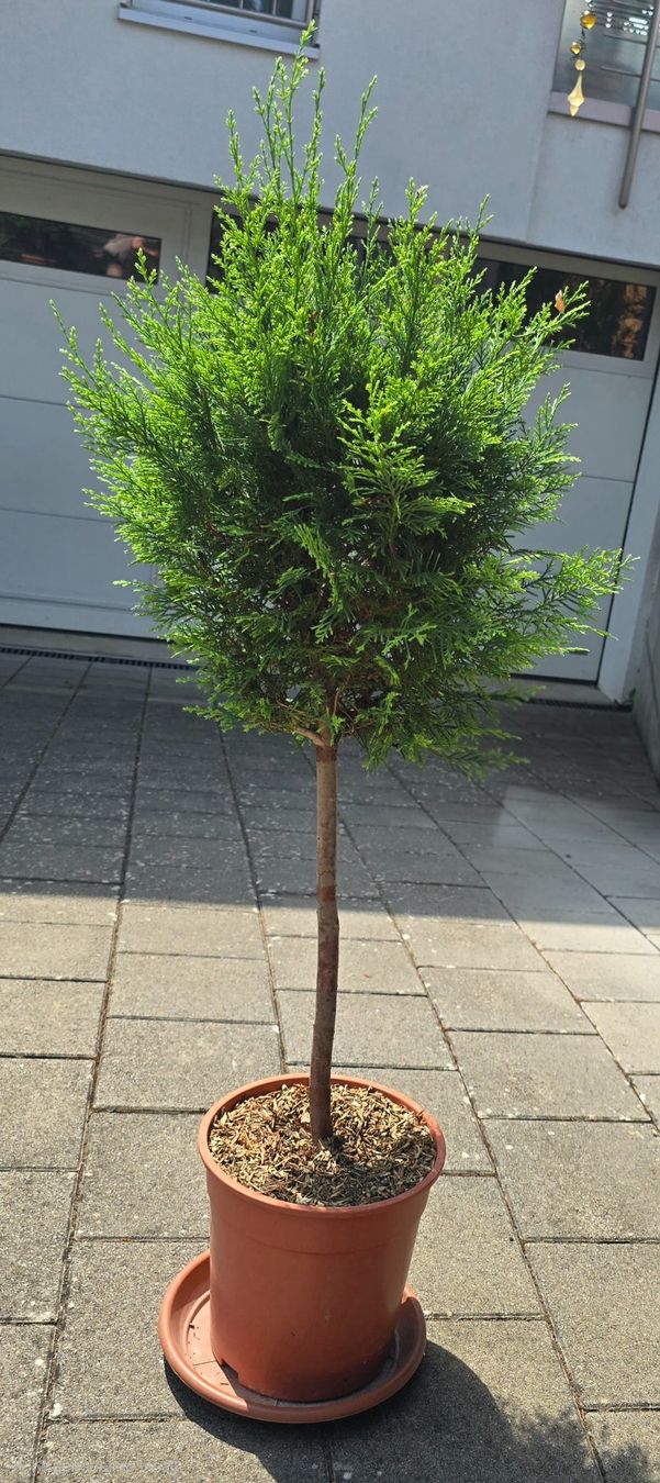 Piante & sementi: Mediterranes Zypressen Stämmchen – Nuovo (secondo la descrizione) da Aarburg venduto da popkorn65 3