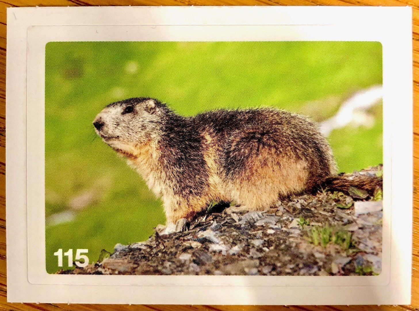 Migros Carte collezionabili: Migros Nature Detectives - Bild Nr. 115 – Nuovo (secondo la descrizione) da Oberrieden venduto da Zimmerberg10