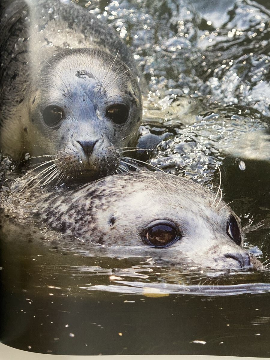 Libri: Informatives Tierbuch Zooführer, Neu! – Nuovo e nell'imballaggio originale da Wetzikon ZH venduto da Louisiana-Girl 4