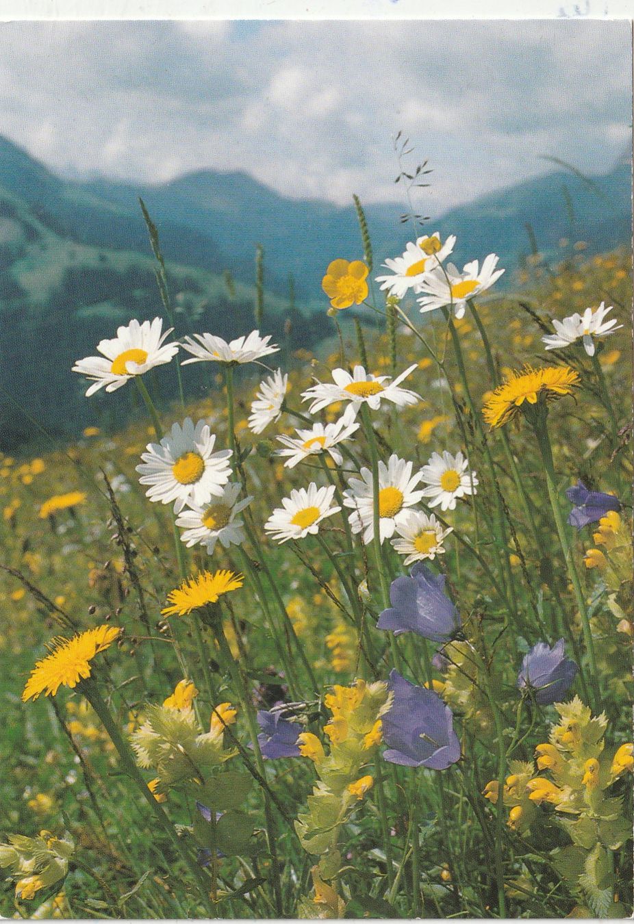 Ansichtskarten: 10  SchöneBlumenkarten – Gebraucht aus Lumbrein von made02 4